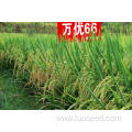 High quality best hybrid paddy seeds